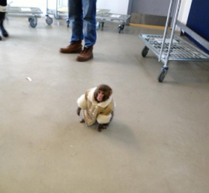 Ikea Monkey